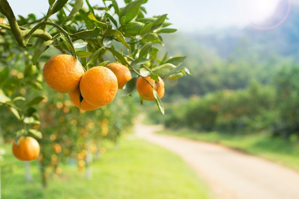 fresh oranges from a tree in an orchard