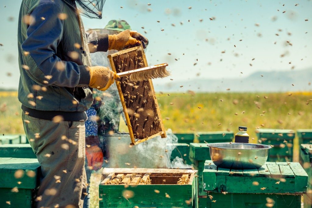 collecting honey