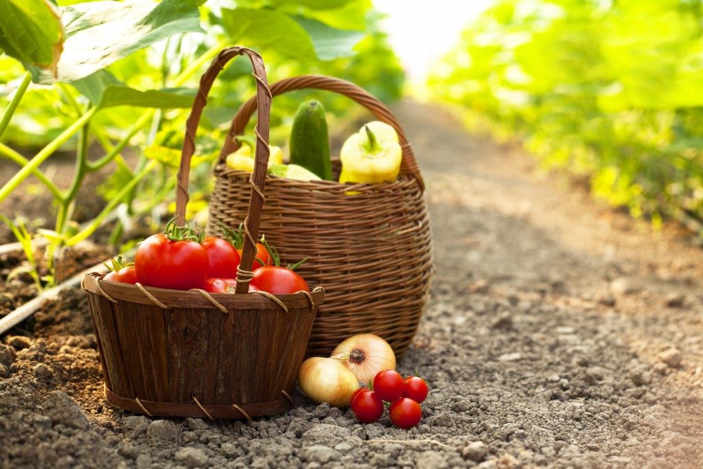 two baskets full of fruits and vegetables freshly picked from an orchard