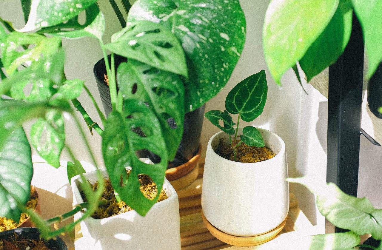 indoor plants