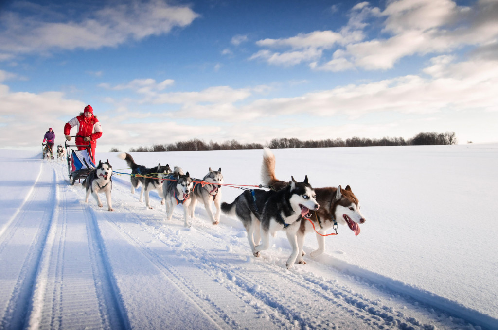 woman musher hiding behind sled with huskies